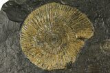 Dactylioceras Ammonite Cluster - Posidonia Shale, Germany #180348-1